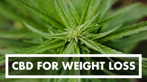 CBD-for-Weight-Loss
